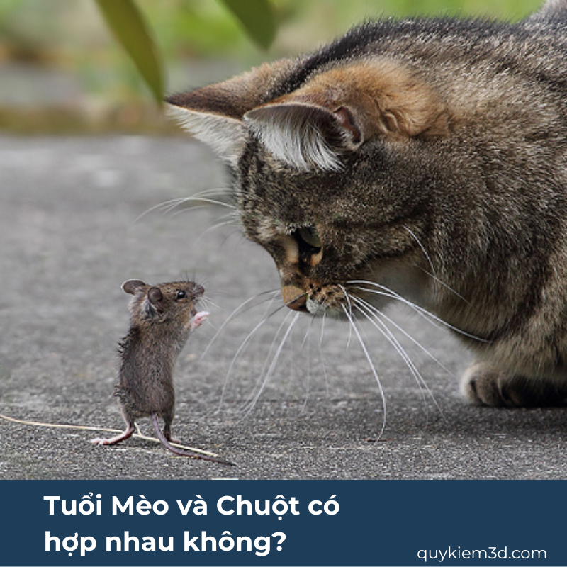 Tuổi Mèo và Chuột có hợp nhau không